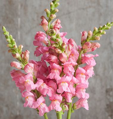 pink flowers are in a glass vase on a wooden table next to a concrete wall