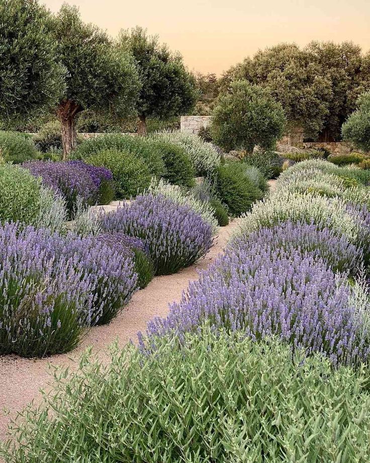 the lavender garden is full of purple flowers