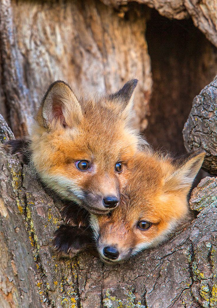 two young foxes are peeking out from behind a tree trunk, with their eyes wide open