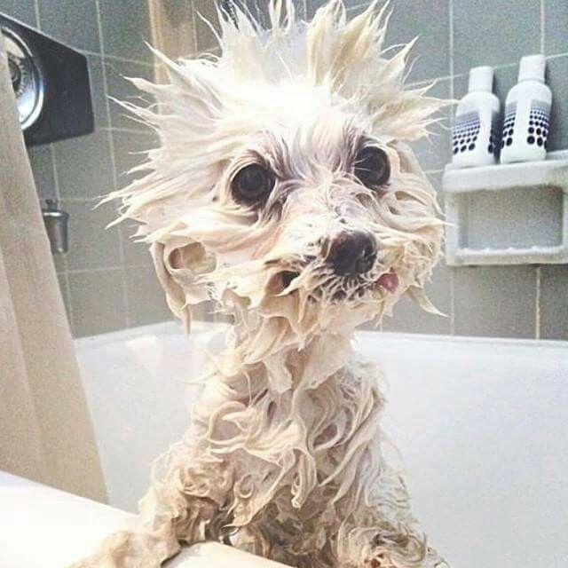 a wet dog sitting in a bathtub with his head turned to look like it's falling off