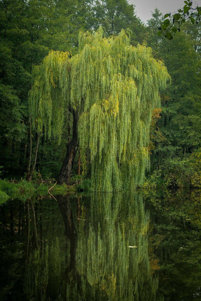 a green tree is reflected in the water