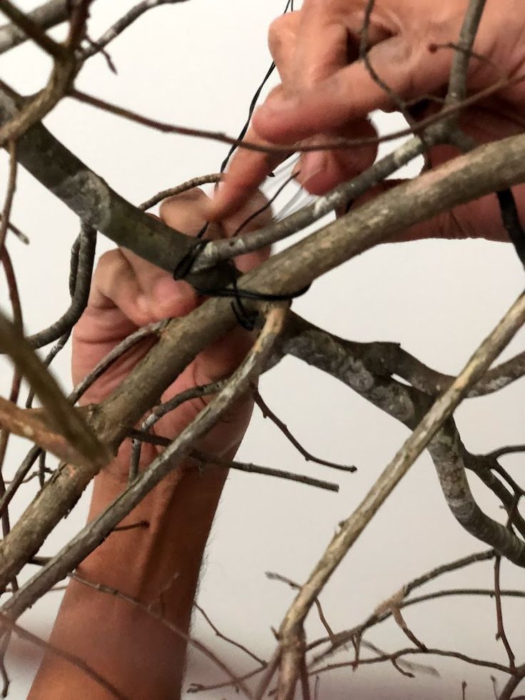 someone is cutting branches with scissors to cut them