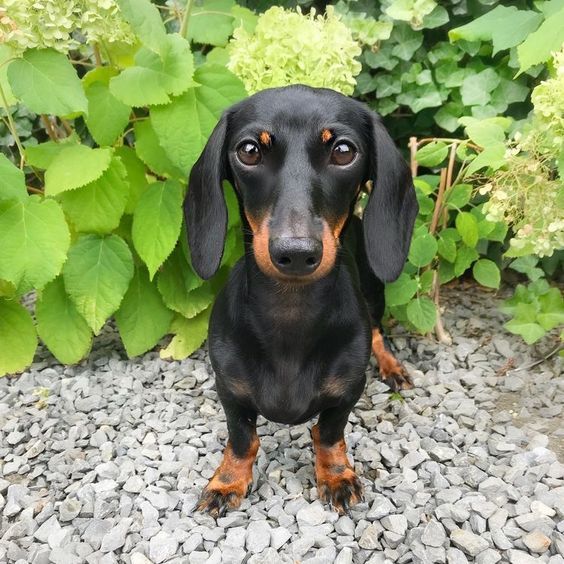 a black and brown dog sitting on top of a gravel covered ground next to green plants