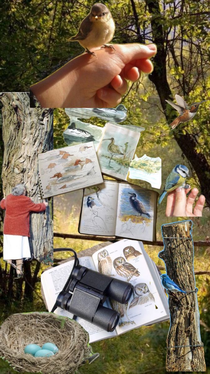 a bird sitting on top of a tree branch next to pictures and birds in nest