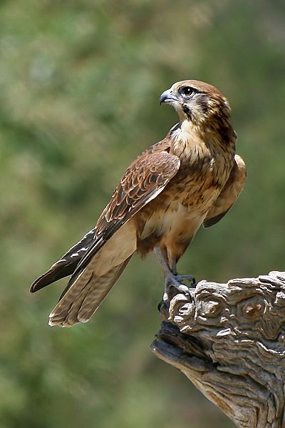 a brown and white bird sitting on top of a tree branch next to a forest