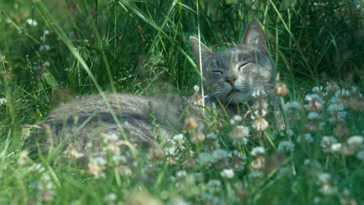 a cat laying in the grass with its eyes closed