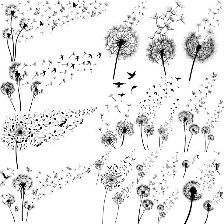 black and white drawing of dandelions blowing in the wind with birds flying around