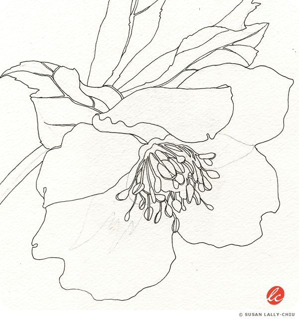 Hellebore Flower, Contour Drawings, Journal Elements, Botanical Drawing, Collage Art Projects, Contour Drawing, Watercolor Plants, Botanical Drawings, Tree Leaves