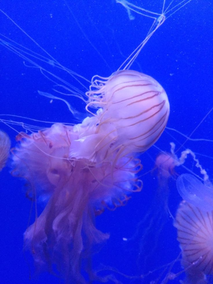 some jellyfish are swimming in the water