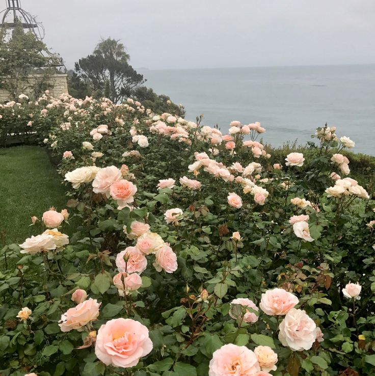 many pink roses are blooming on the side of a hill near the ocean and a tower