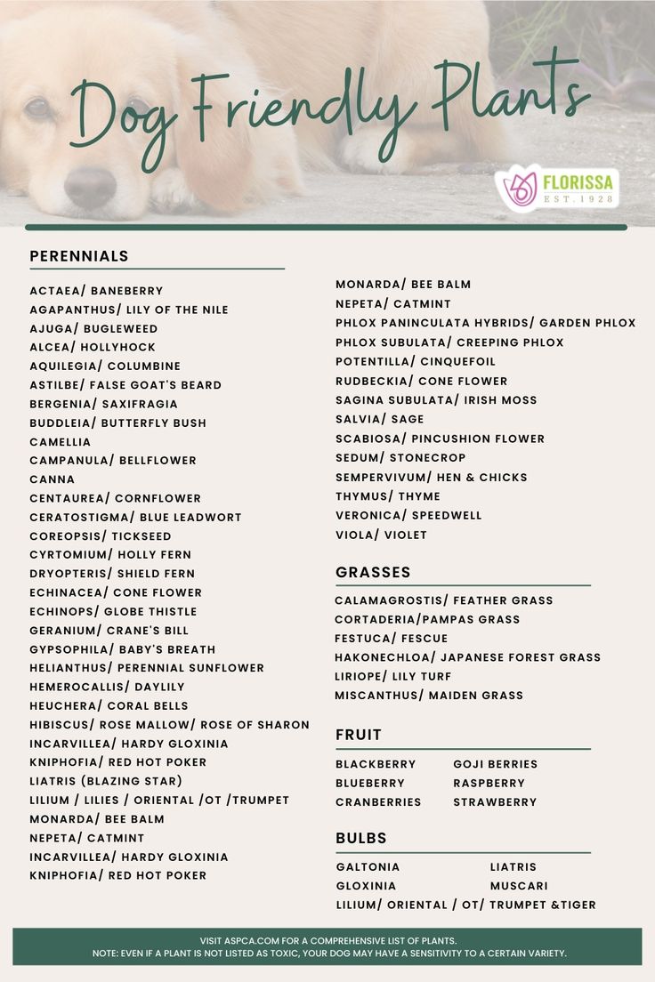 the dog friendly plants list is shown