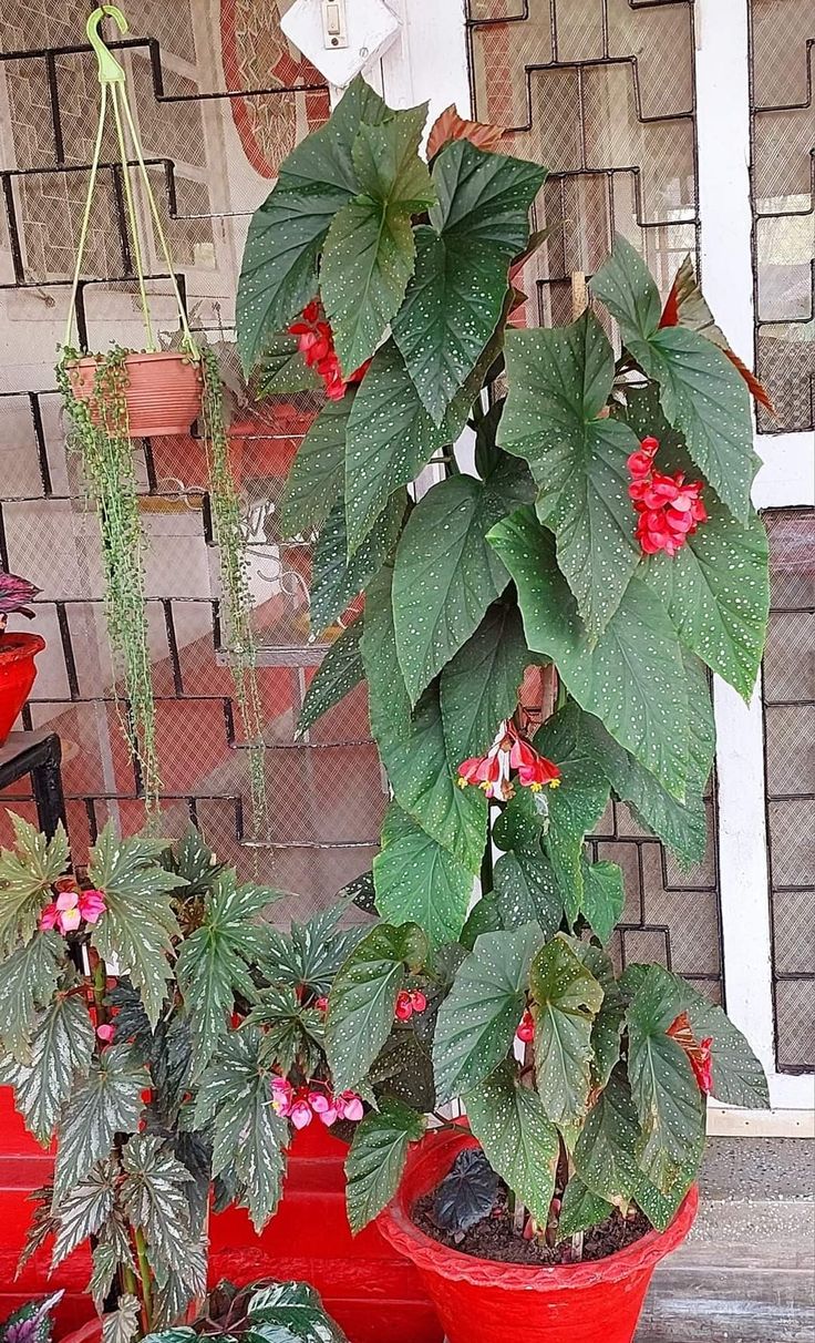 several potted plants are sitting outside on the front porch, one is red and the other is green