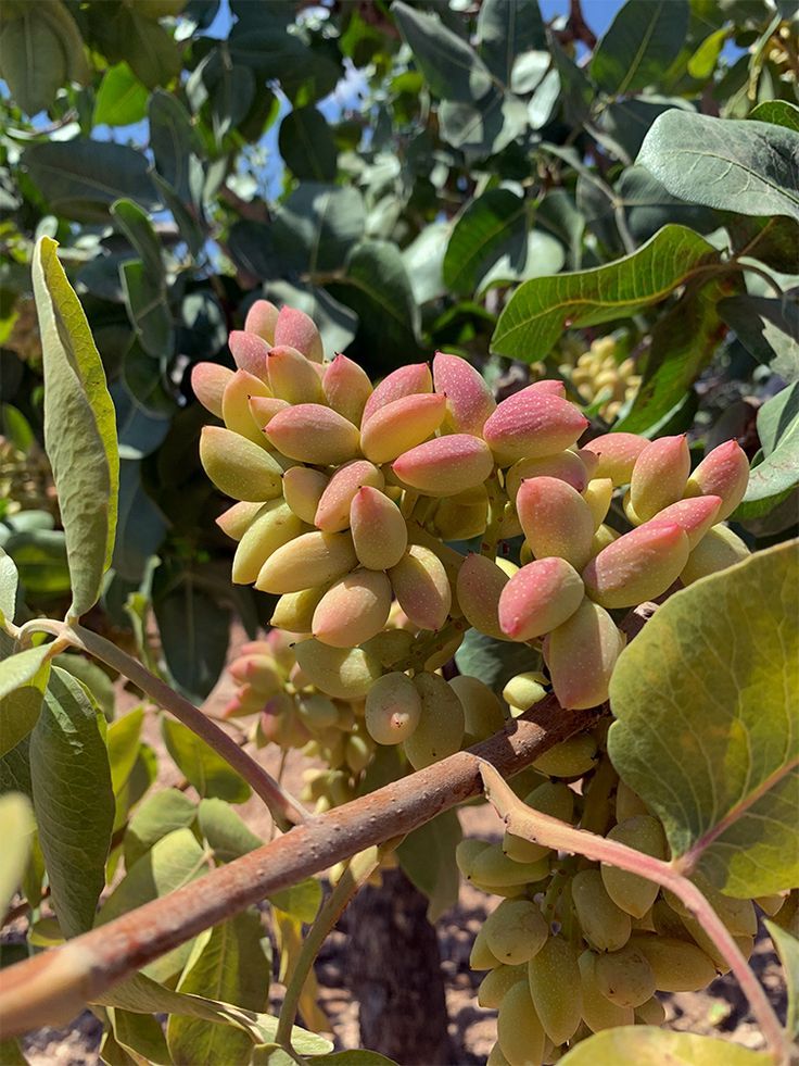 the fruit is growing on the tree branch