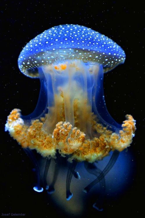 a blue and yellow jellyfish with white dots on it's head, swimming in the water