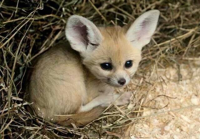 a baby fox is sitting in the hay