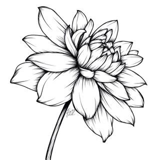 a black and white drawing of a flower