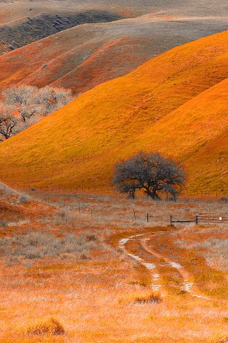 a dirt road in the middle of a field with trees on each side and hills behind it