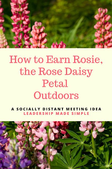 pink and purple flowers with the words how to earn roses, the rose daisy petal outdoors