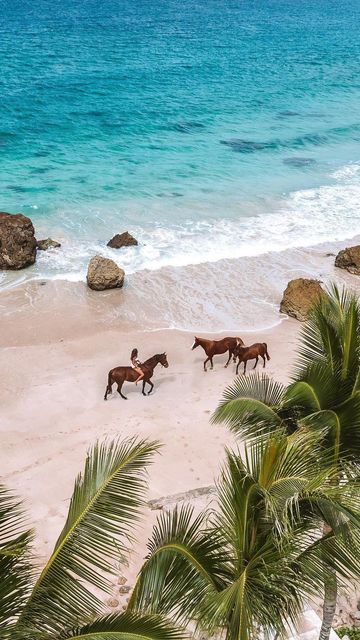 three horses are walking on the beach next to the water and palm trees in front of them