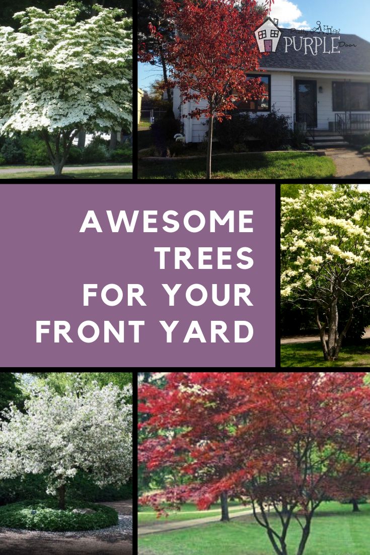 four different trees with the words awesome trees for your front yard