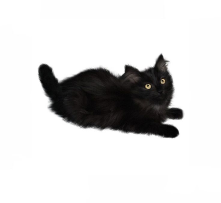 a black cat is laying down on its back