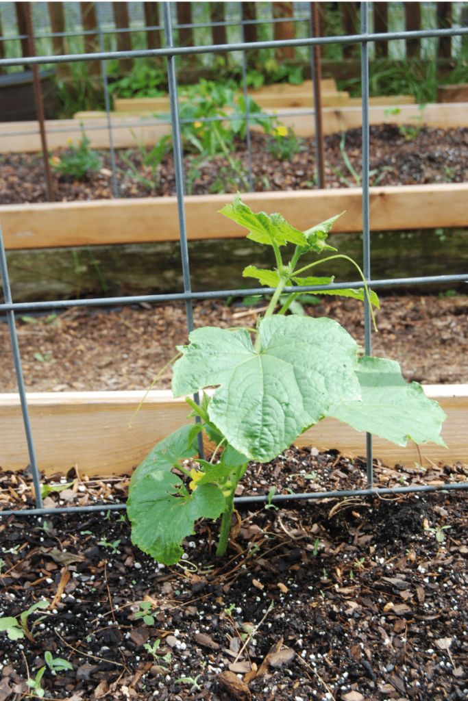 a green plant growing out of the ground next to some plants in a fenced area