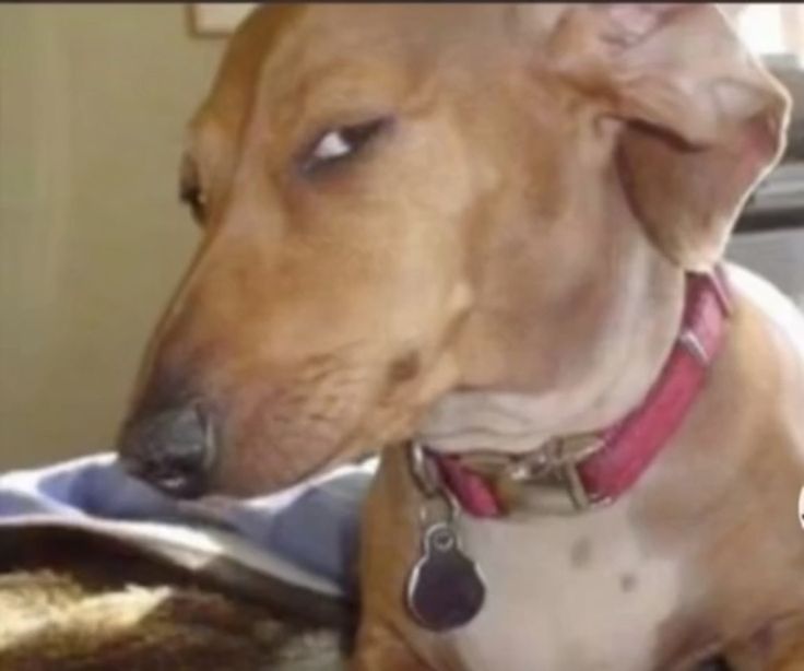 a dog is sitting on top of a bed and looking at something in the distance