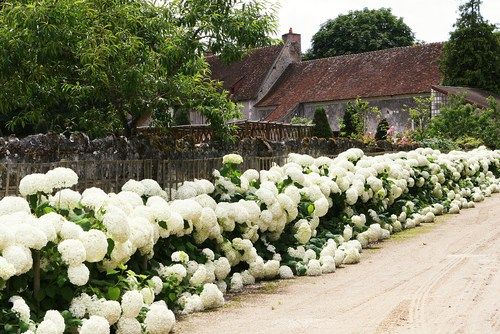 white hydrangeas line the side of a road in front of an old house