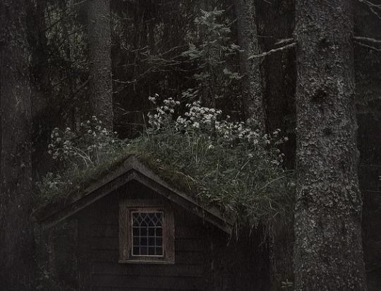 a small cabin in the woods surrounded by tall trees and grass on either side of it's door