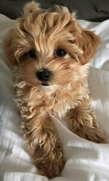 a small brown dog sitting on top of a bed