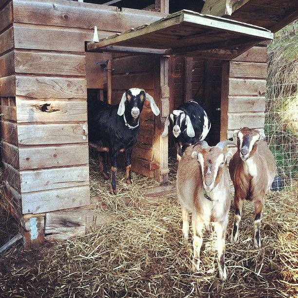 three goats are standing in the hay near a small wooden structure with two doors and one door open