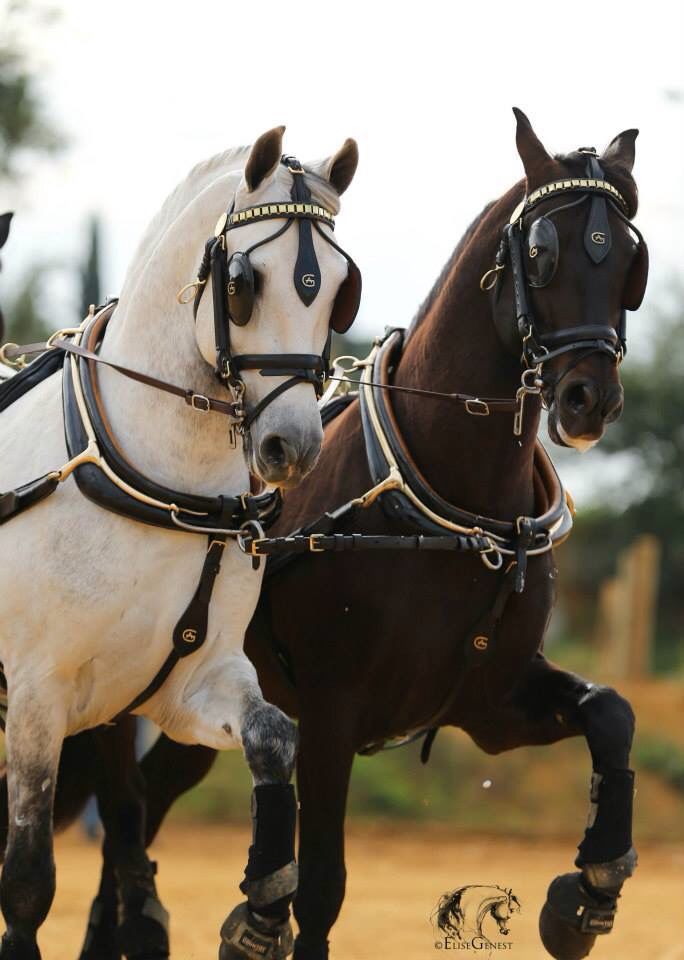 two brown and white horses pulling a carriage