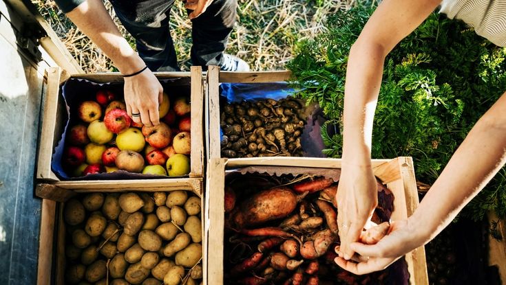 two people are picking up vegetables from boxes