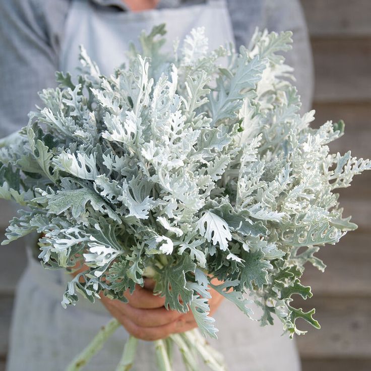 a person holding a bunch of green and white flowers in their hands with an apron on