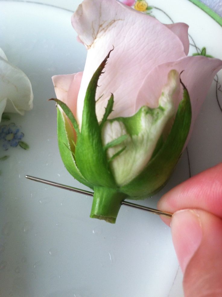 a person is holding a flower that has been cut in half and placed on a plate