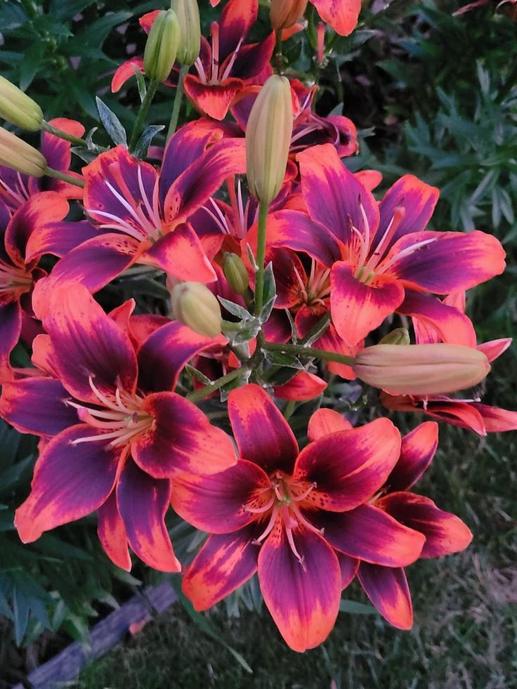 a bunch of flowers that are in the grass