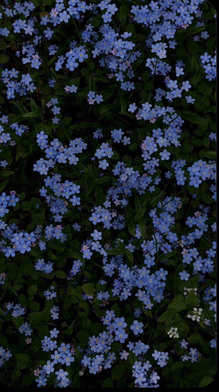 small blue flowers are growing in the grass