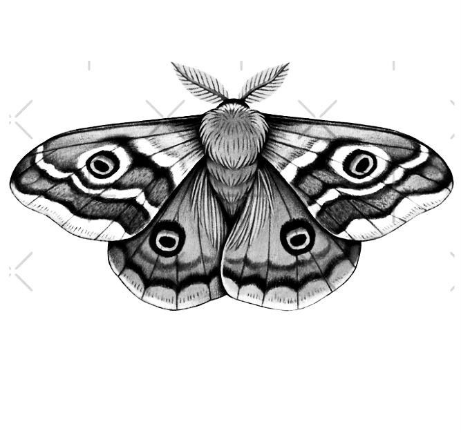 a black and white drawing of a moth