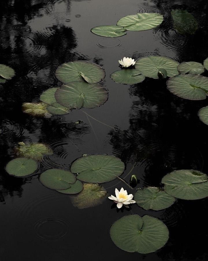 white water lilies floating on the surface of a pond