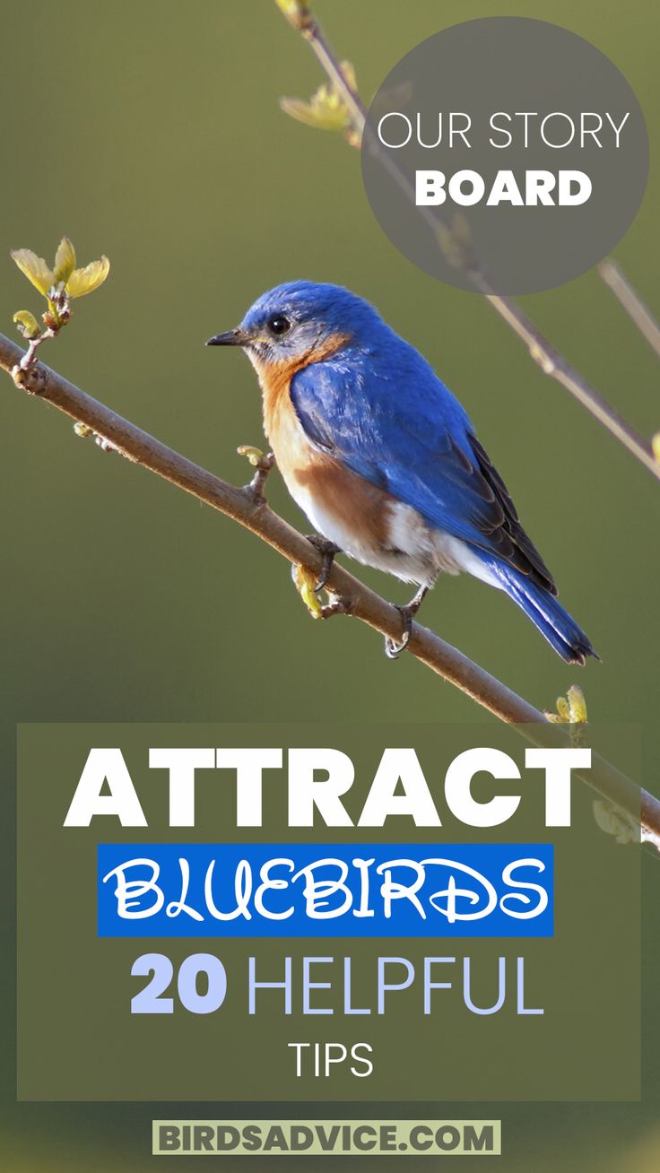 Helpful Tips For Attracting Bluebirds Ohio Birds, Backyard Birds Watching, Bird Nesting Box, Backyard Birds Feeders, Backyard Birds Sanctuary, Birdhouse Plans, Bird Facts, Bluebird House, Diy Bird Bath