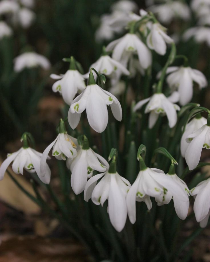 small white flowers are growing in the dirt