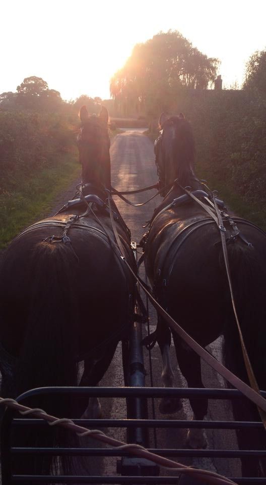 two horses are pulling a carriage down the road with their backs turned towards the camera