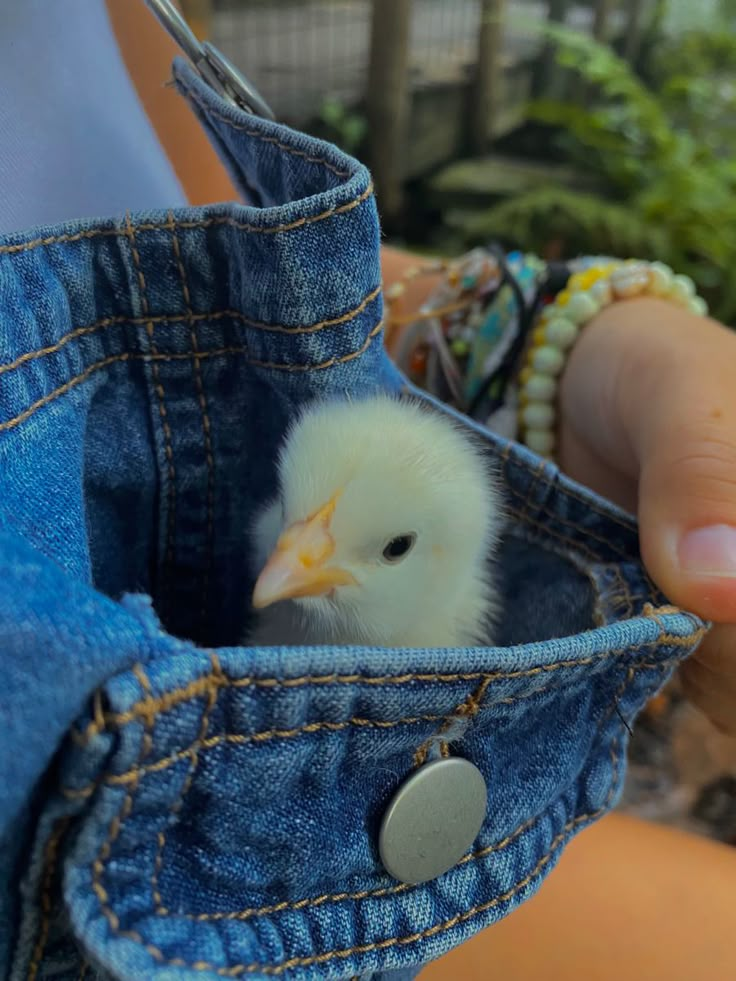 a person holding a small white chicken in their jeans pocket, with the baby chick poking out of it's pocket