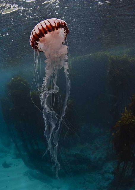 a large jellyfish swimming in the ocean