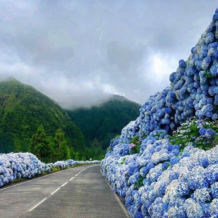 blue flowers line the side of a road in front of mountains on a cloudy day