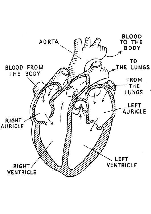 the human heart labeled in its major parts, including blood vessels and veinings