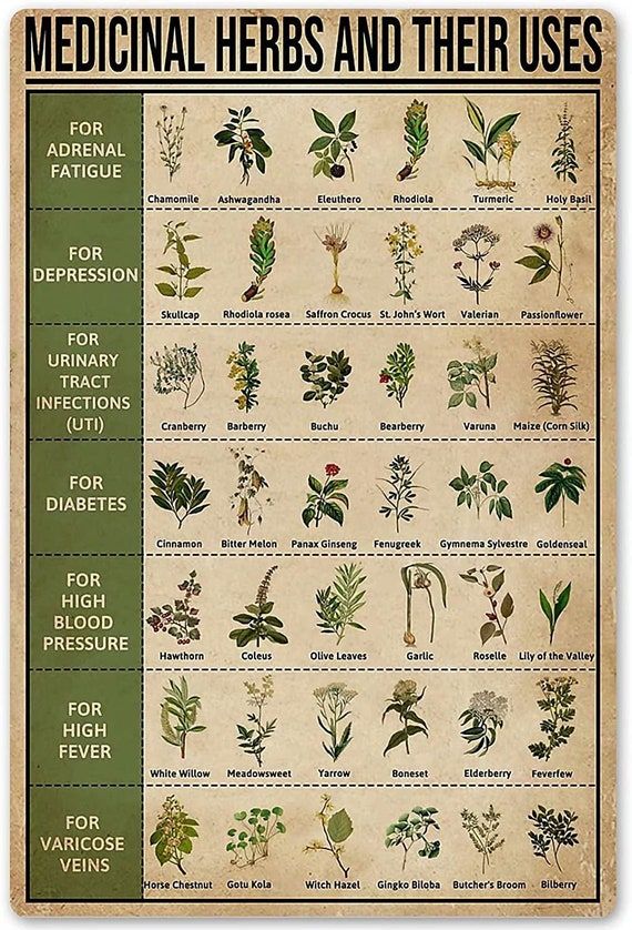 the medical herbs and their uses poster