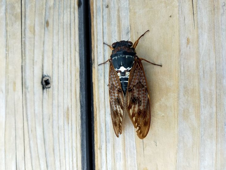 a close up of a bug on a wooden surface