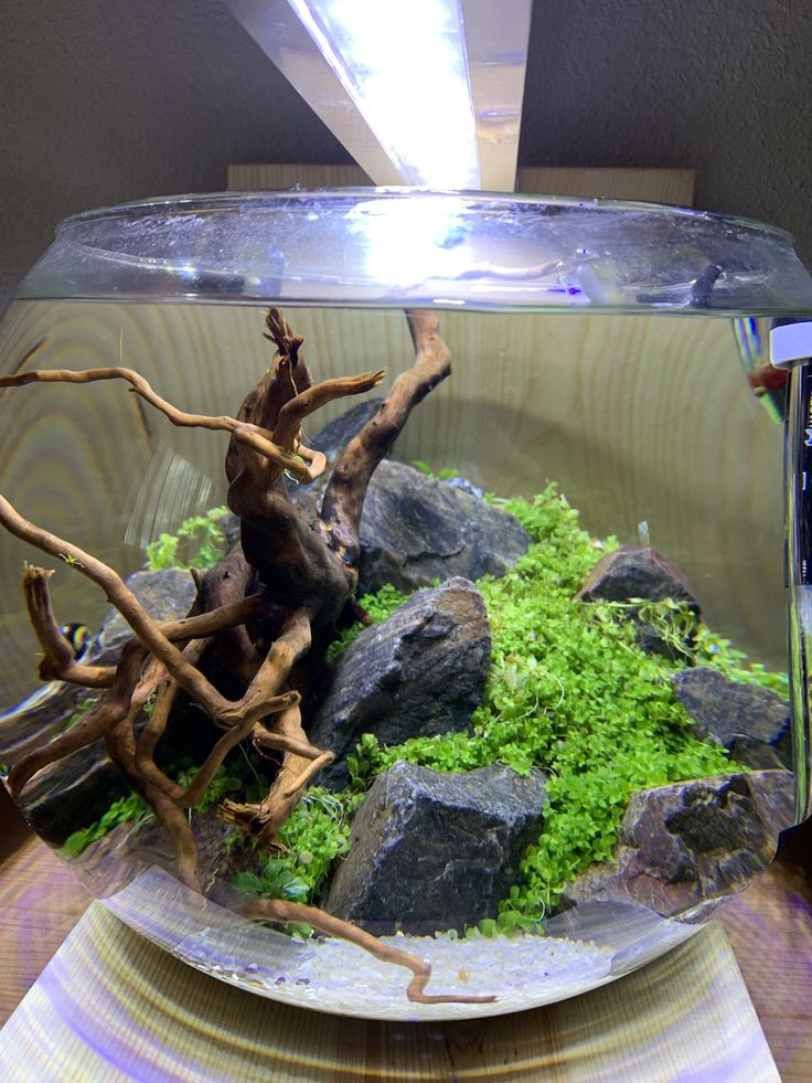 an aquarium filled with rocks and plants on top of a wooden table next to a light