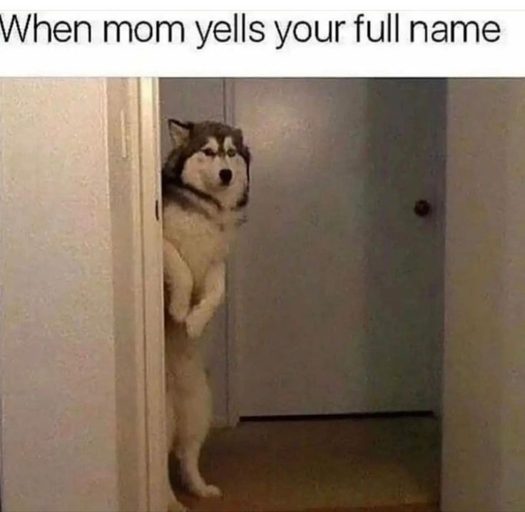 Mom Yelling, Overwatch Memes, Dirty Memes, Funny Animal Quotes, Daily Funny, Smiling Dogs, Day Trading, Animal Quotes, Dog Memes